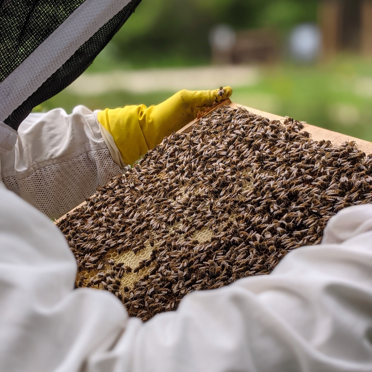 Apicultrice à Dijon - 21 Bourgogne